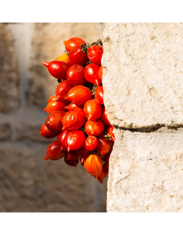 Pomodorino del Piennolo
